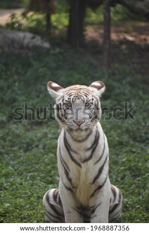 beautiful young juvenile bleached white tiger lying sitting in grass land field
