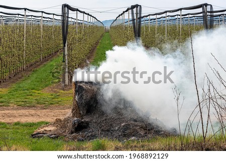 Burning hay bales. Smoking orchards with hay