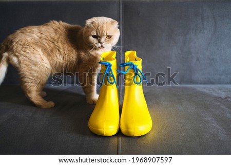 Rainy Mood, outfit for rainy day. Yellow rubber boots and scottish fold cat on gray sofa. Colors of the year Ultimate Gray and Illuminating yellow background.