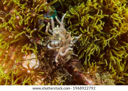  Yellow-Tipped Phyllodesmium (Phyllodesmium briareum) a sea slug or an aeolid nudibranch in the family Facelinidae near Anilao, Mabini,  Philippines.  Underwater photography.