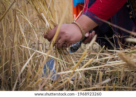 hands of indian lady with bangles in arm cutting wheat crop with sickle.