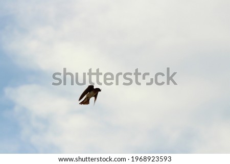 Bird flying in sunny day and blue sky.