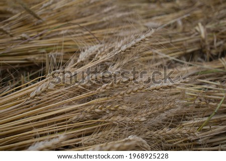 closeup picture of cut down wheat plant.