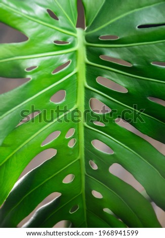 Image of monstera leaf covered in dust. Closeup picture leaf details monstera holes.