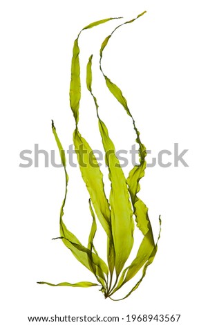 swaying kelp seaweed isolated on white background. Royalty-Free Stock Photo #1968943567