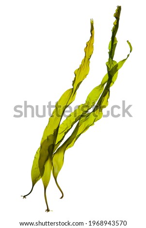 Seaweed kelp or laminaria seedling isolated on white background.  Royalty-Free Stock Photo #1968943570