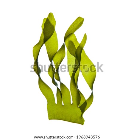 wakame seaweed leaves swaying on white background. Royalty-Free Stock Photo #1968943576