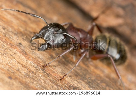 Carpenter ant, this insect is a major pest Royalty-Free Stock Photo #196896014