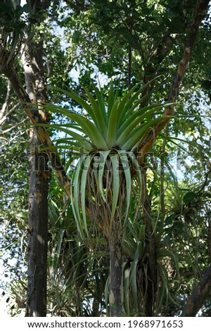 Photo taken in the jungle of the Dominican Republic. The epiphyte restorations grow on another large tree. Epiphytic plants have a symbiotic relationship with the host tree.