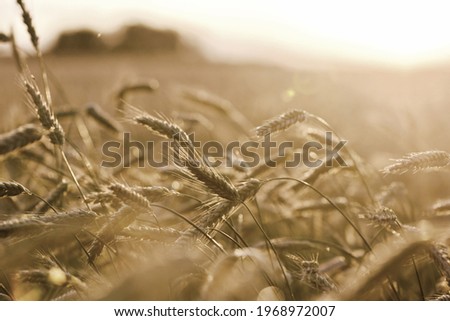 Rich harvest Concept. Beautiful Agricultural Field Sunset Landscape. Rural nature scenery background of ripening ears of meadow wheat.