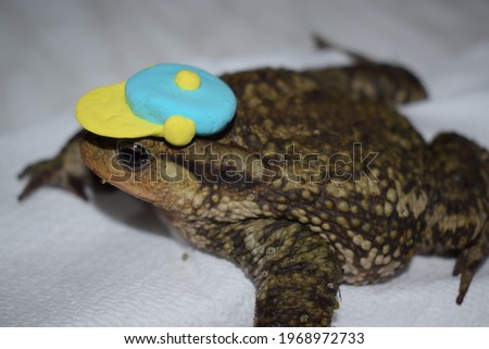 Male common toad (Bufo bufo) wearing a hat