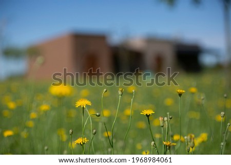 closeup of yellow flowers and a house out of focus behind