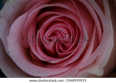 Light pink rosebud macro card