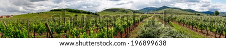Vivid colors of vineyards on sunset, France,  Alsace Royalty-Free Stock Photo #196899638