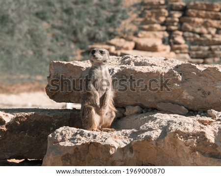 Standing Meerkat looking for predators