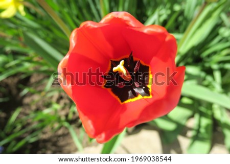 Red tulip flower in the flower garden