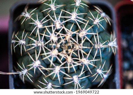 Cactus macro needles background. Macro.