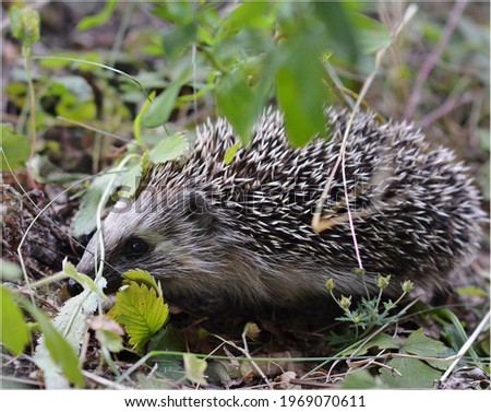 picture depicting a hedgehog on a natural forest background