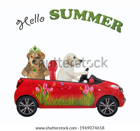 A dog labrador drives a red car with his friend. Hello summer. White background. Isolated.