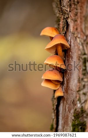 Mushrooms grow on the trunk of tree from under the bark