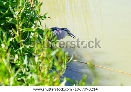 Black-capped night heron (Nycticorax nycticorax) holds a fish in its beak. Wildlife photography.