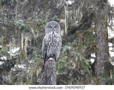 Great Grey Owl. I found this owl while walking through the ancient forest in BC, Canada. One of the joys of being a wildlife photographer is enjoying nature