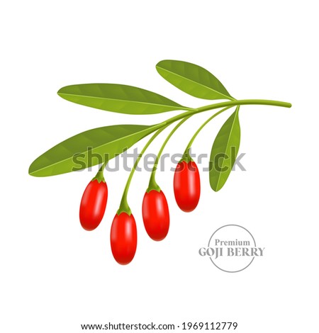 Realistic fresh goji berry vector illustration. Royalty-Free Stock Photo #1969112779