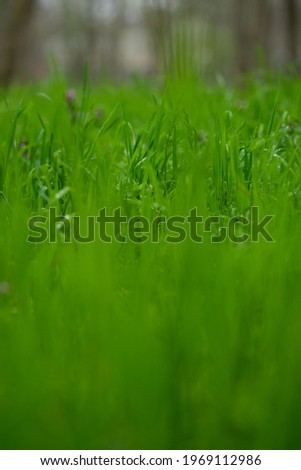 fresh spring green grass in the park