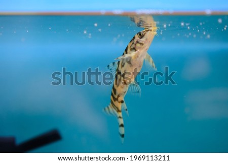 small catfish in the aquarium