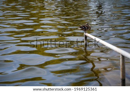 one wild duck sitting on a metal railing by the river                               