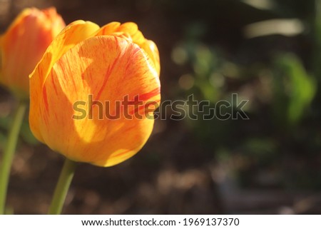 Spring flowers tulips close up selective focus, spring flowers, flower arrangement.