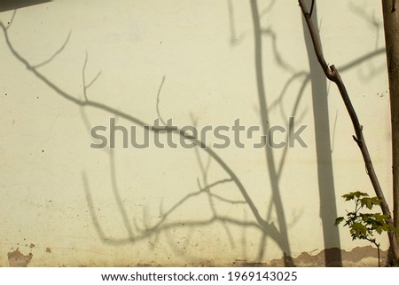Dark tree braches shadows on light house wall into warm spring sun light 