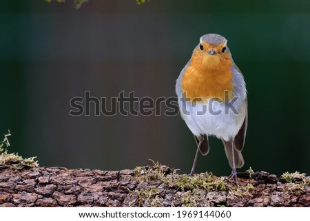 The European Robin (Erithacus rubecula) is a small insectivorous passerine bird that was formerly classed as a member of the thrush family (Turdidae).