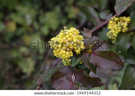 Yellow flowers on a bush in spring.