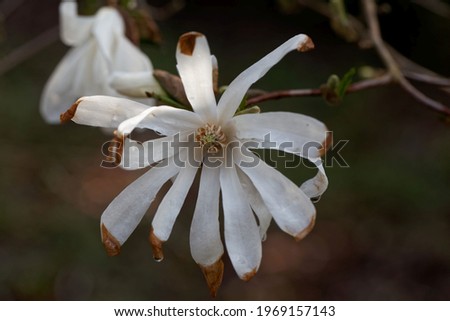 Flower of a Star magnolia tree, Magnolia stellata. 