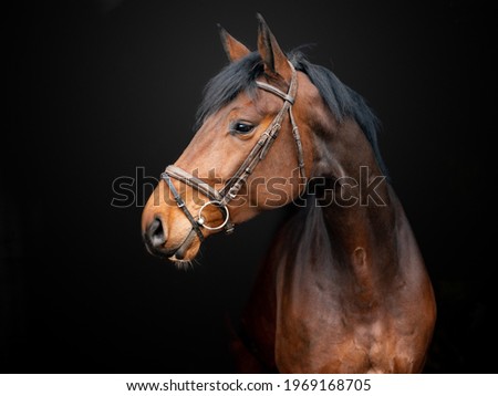 Horse on black background portrait