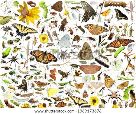 Collage of Bug, Insect and Spider Pictures On a Solid White Background
