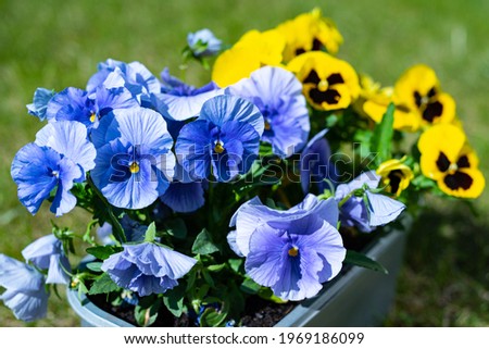 The garden pansy (Viola × wittrockiana). Pansies the colorful flowers with heart-shaped, overlapping petals and one of the pretty colors and patterns. yellow   pansies and blue pensies