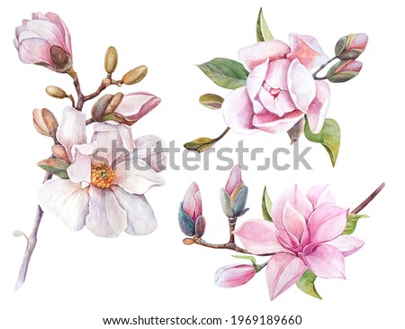                  magnolia flowers. individual elements on a white background              
