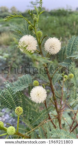 Picture of the green and white flowers of the Kathina tree growing on the edge of the field.  Used for background