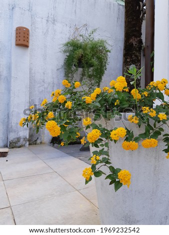 Yellow flowered of Lantana montevidensis