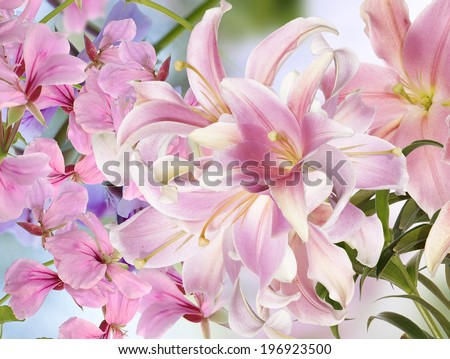 Light Pink Lily.Floral background