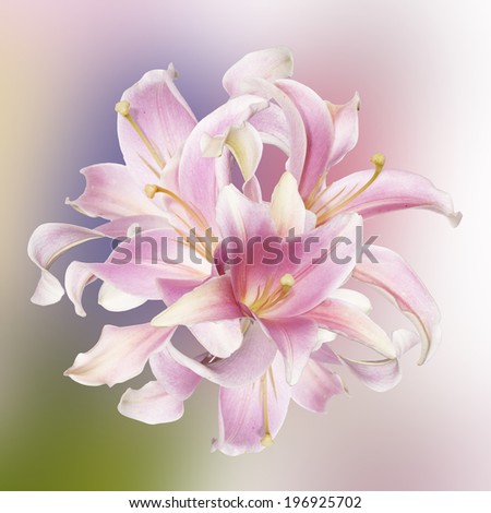 Lily.Floral background