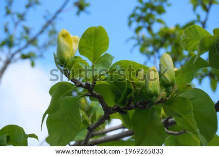 Magnolia blossom. Beautiful yellow flowering magnolia close up. Chinese Magnolia denudata Yellow River ('Fei Huang') with big delicate yellow flowers.