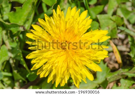Macro picture of dandelion (Taraxacum officinale)