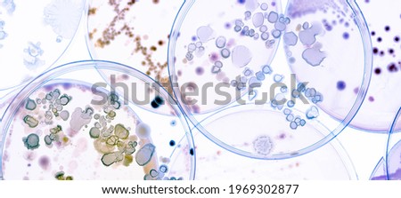 Growing Bacteria in Petri Dishes on agar gel Scientific experiment. Royalty-Free Stock Photo #1969302877