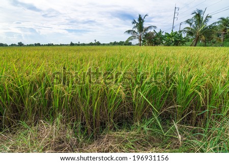 Close up of green paddy rice.