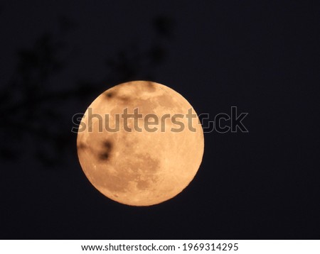 silhouette of leaves with blurred full moon as background