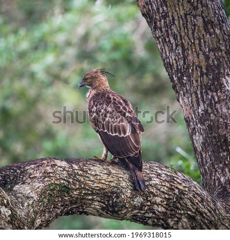The changeable hawk Eagle is a medium to large size raptor. which is about  60 to 72 centimeters in length with a 127 to 138 centimeter wingspan, and weight ranging from 1.2 to 1.9 kilograms.