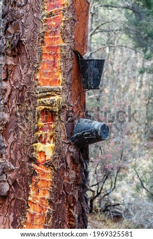 Resin pine trunk with cuts and containers for the use of the resin. Pinus pinaster. Region of La Cabrera, León, Spain.